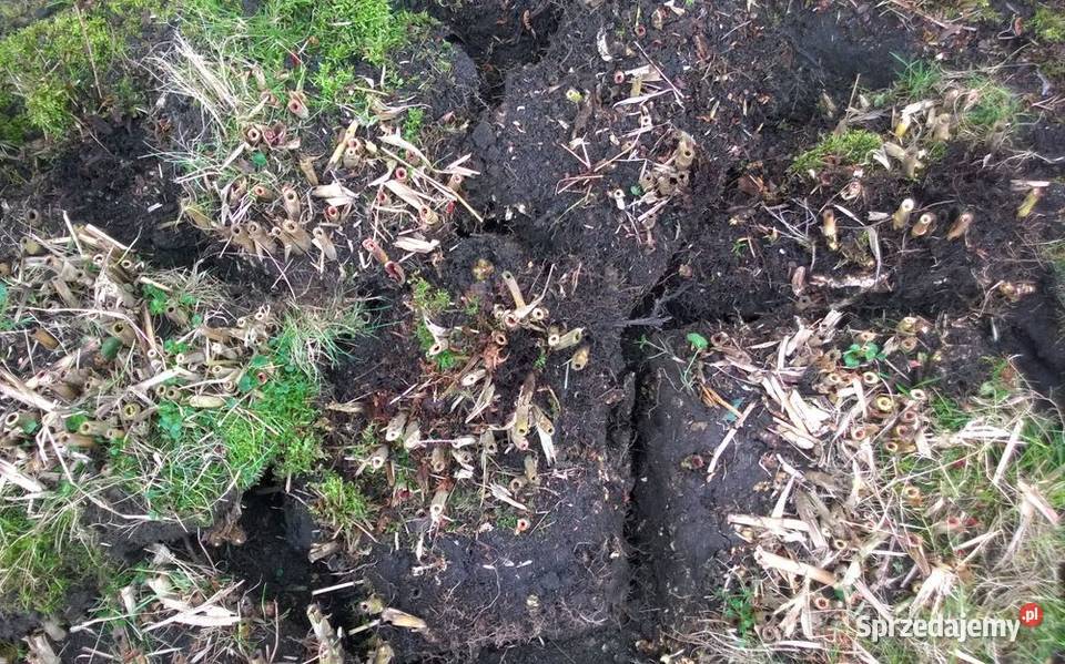 Miskant olbrzymi duża sadzonka XXL karpy Pszczyna