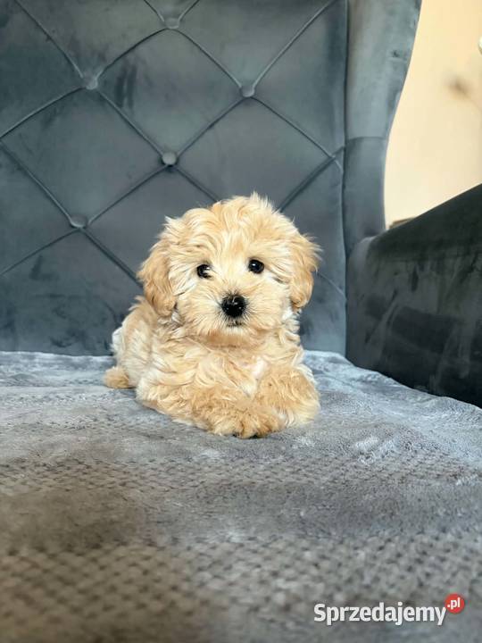 Szczeniaki Maltipoo świętokrzyskie Kielce sprzedam