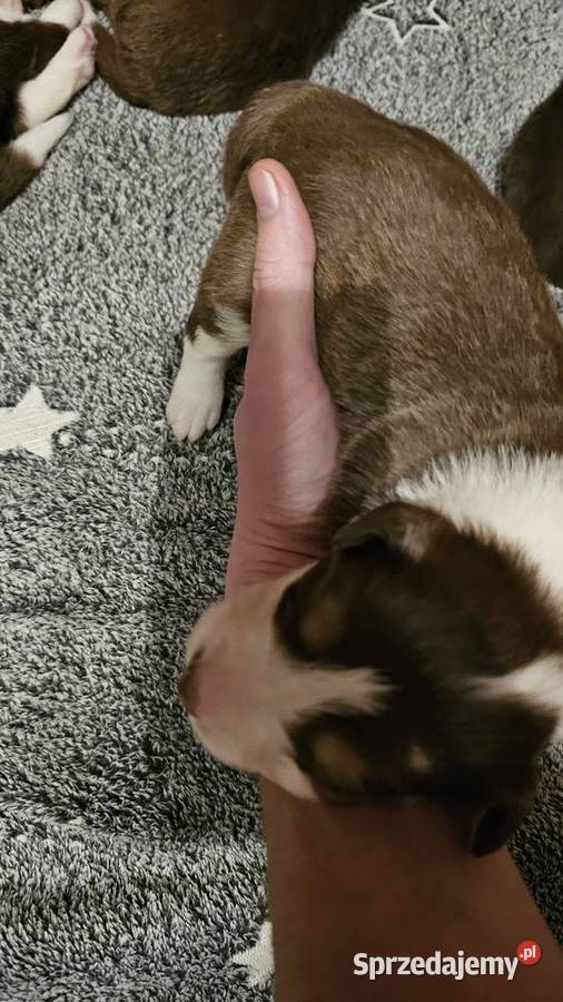 Border collie szczenięta z rodowodem gotowe do Radom