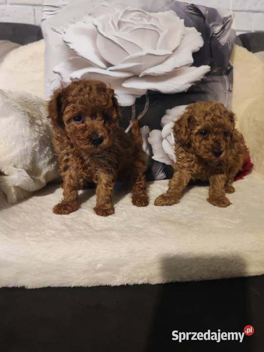 Pudelki malutkie toy 20 marca odbior Bolesławiec