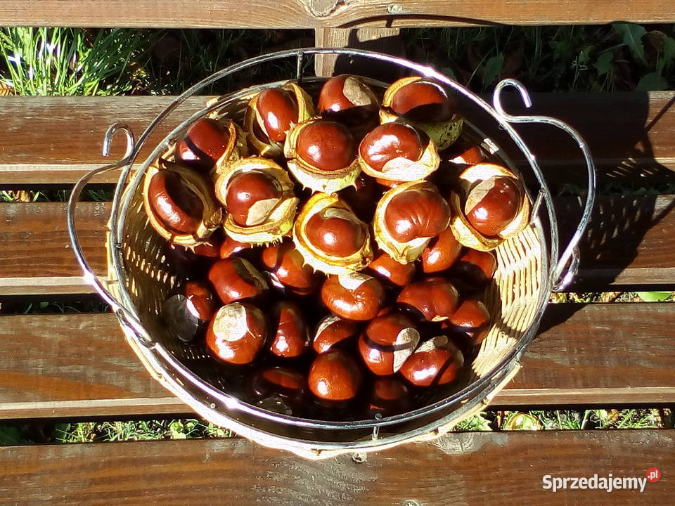 kasztany figurki nalewki ozdoby kujawsko-pomorskie