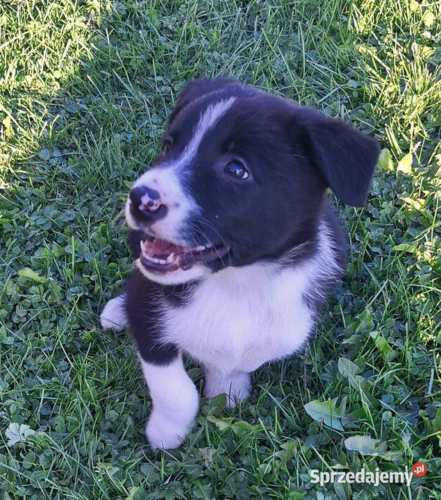 Suczka border collie do odbioru Jabłonka