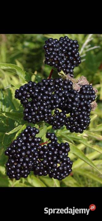 Sadzonki BZU CZARNEGO 2letnie Produkcja roślinna mazowieckie Krzesk-Majątek