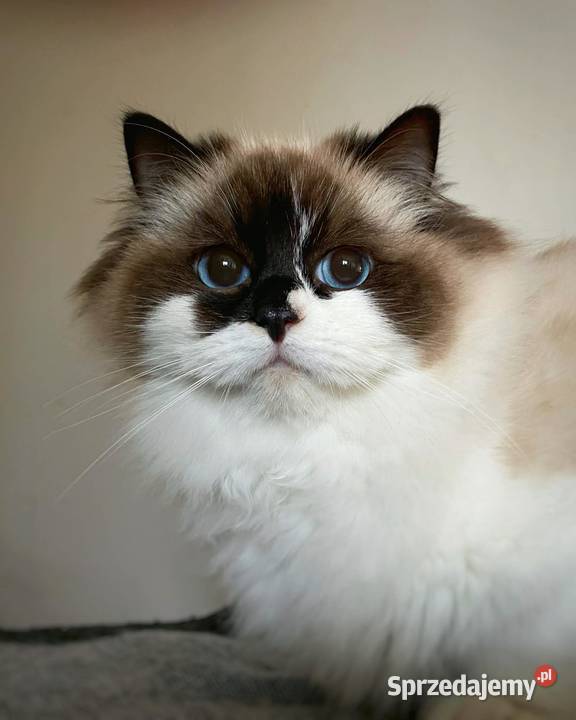 ragdoll kotka oryginalna rodowód FCI lubuskie Gorzów Wielkopolski sprzedam