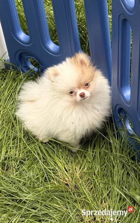 Szpic miniaturowypomeranian Psy Zrębice