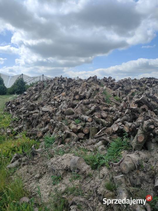 Sprzedam tanio drewno na opał sprzedam