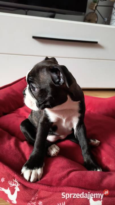 Boston terrier wielkopolskie Nowy Tomyśl