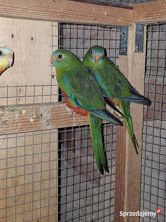 Łakówki wspaniałe kujawsko-pomorskie Szubin