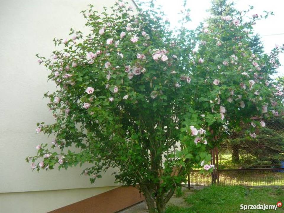 Hibiskus róża syryjska