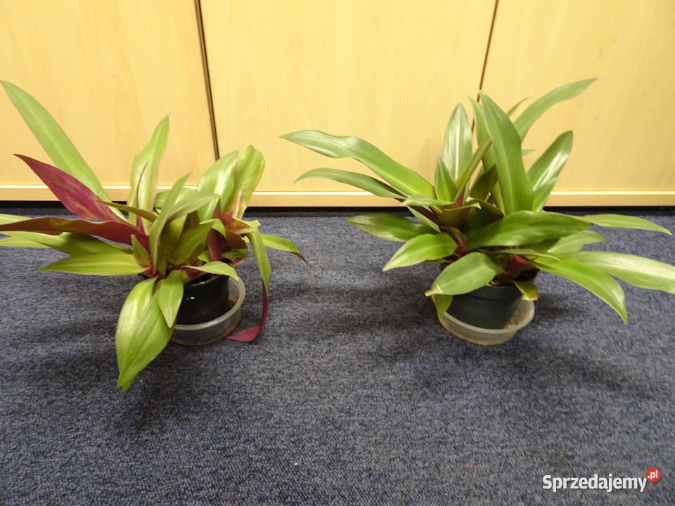 reo meksykańskie Warszawa