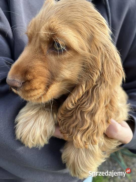 Cocker Spaniele Angielskie