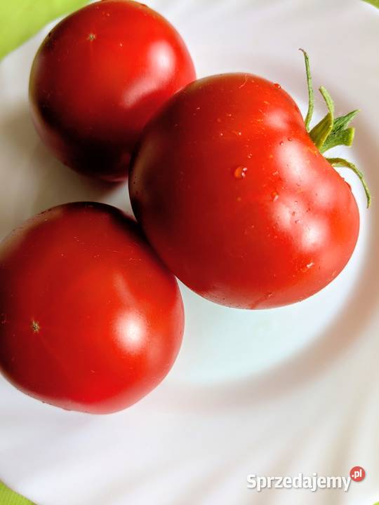 Rosyjski Pomidor niski Silver Fire Tree nasiona małopolskie Kraków