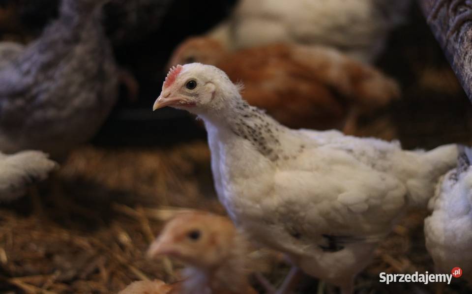 Kury nioski młode min Rosa Greenshell Darkshell Ptaki Łaziska sprzedam