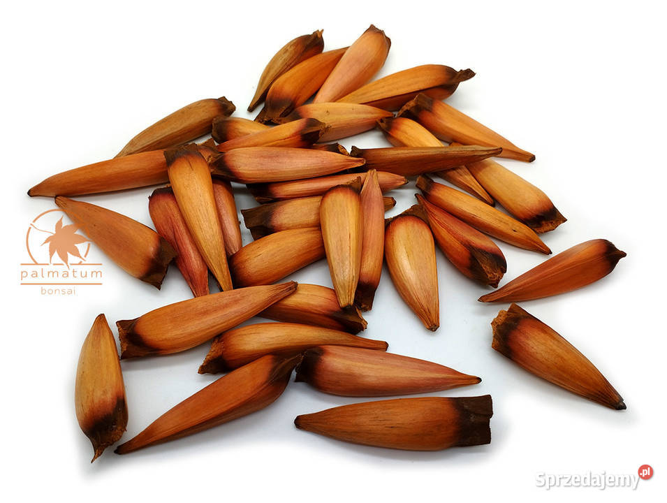 Araukaria chilijska nasiona araucaria araucana śląskie Myszków sprzedam