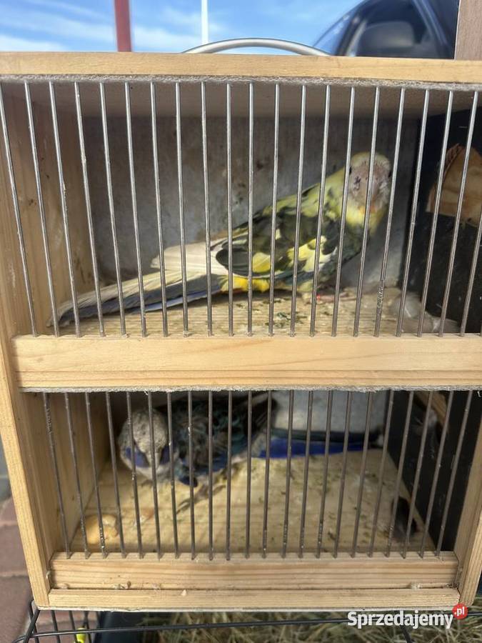 Papugi rozella królewska szek Kolbuszowa sprzedam