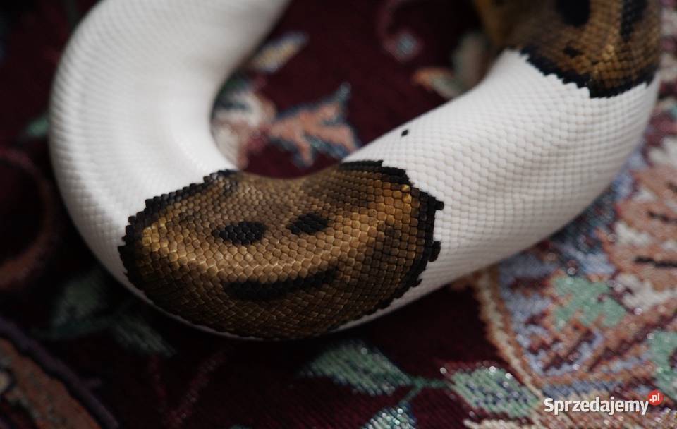 Wąż Pyton królewski Piebald Pied SMILE cb21 pomorskie Gdańsk