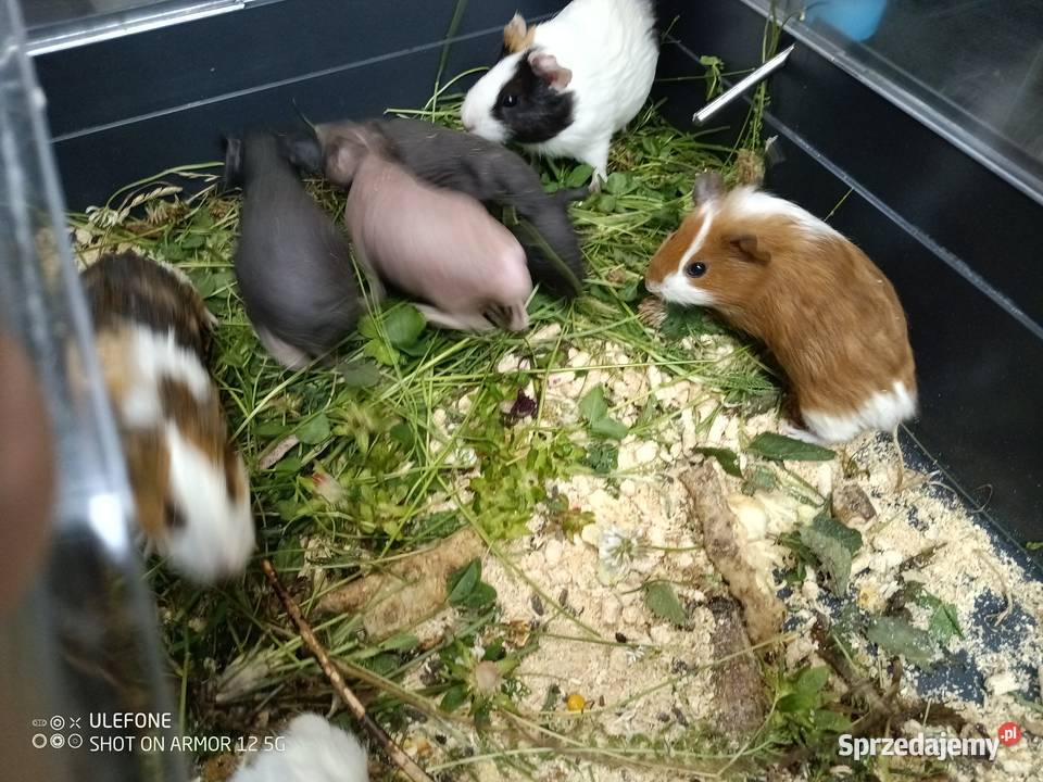 kawia skin łysa świnka morska Gliwice