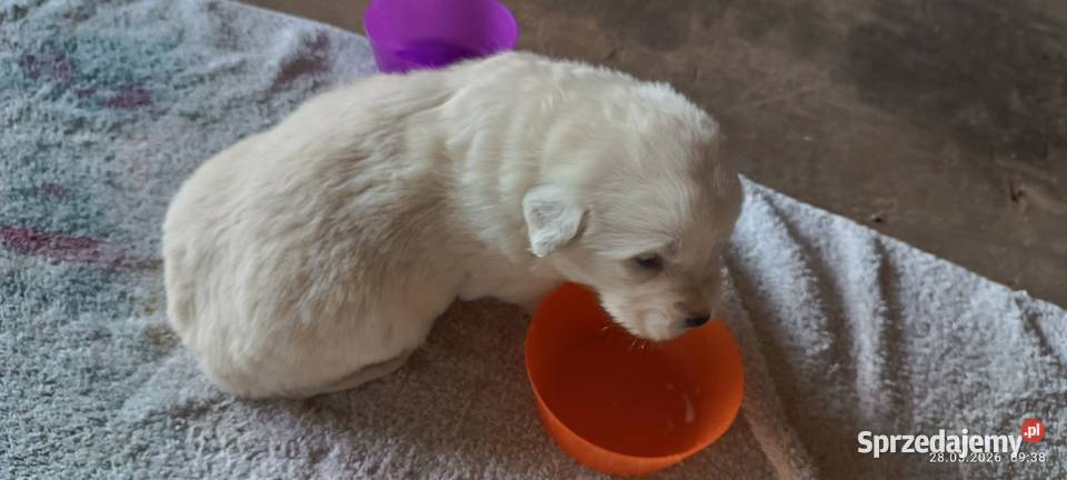 Owczarek podhalański szczeniak pies suczka Osina