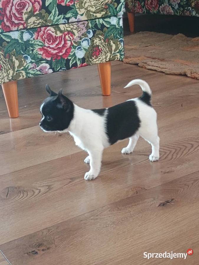 Chihuahua piękna dziewczynka DAMA