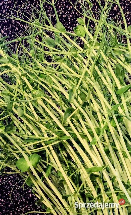 Groszek cukrowy Bób wczesny nasiona kolekcja sprzedam