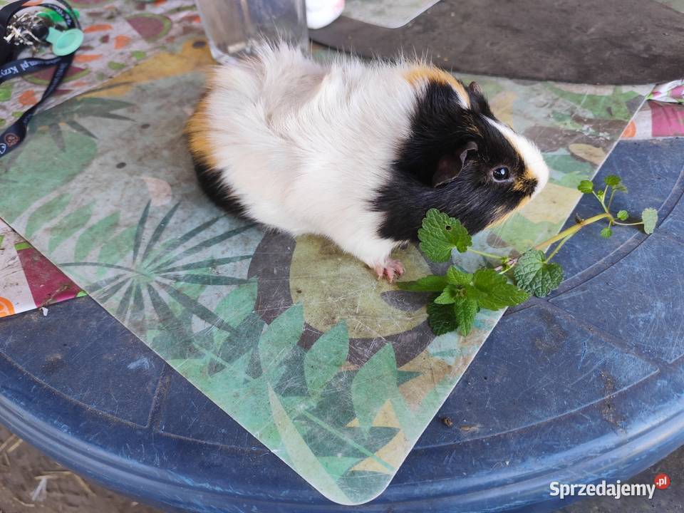 Świnka morska młoda oswojona zadbana samiec wielkopolskie Kościan