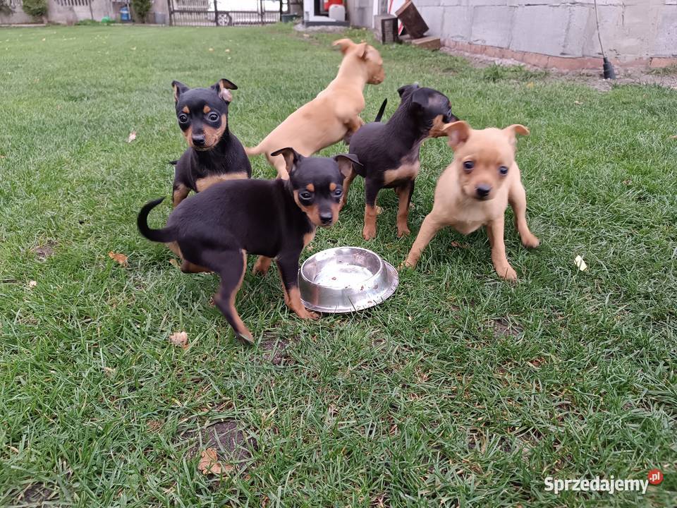 Pinczerki Pozostałe Burzenin sprzedam