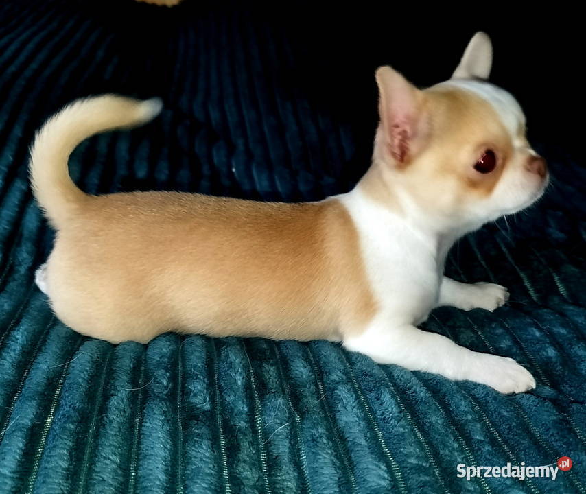 Chihuahua sunia krótkowłosa mini