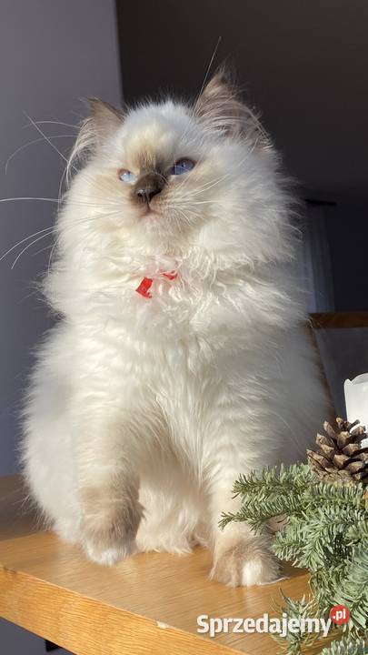 Piękna kotka hodowlana Ragdoll gotowa do Tychy