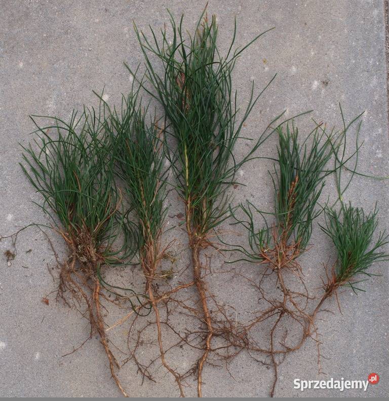 Sosna Aristata oścista siewki sadzonki kopane z Kępno