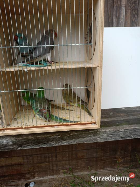 Sprzedam papugi Czarna Kolonia sprzedam