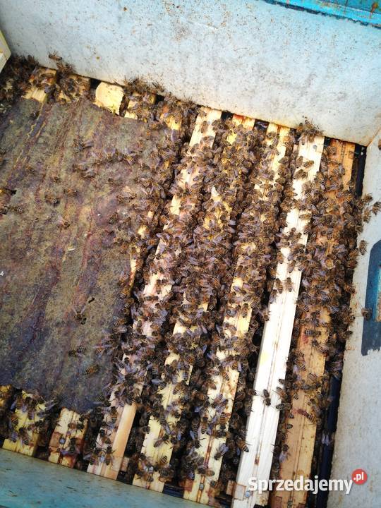 Pszczoły ule odkłady pszczele 2024 Bursztynowa Pozostałe sprzedam