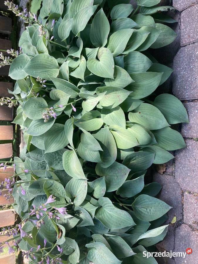 Hosta funkia niebiesko szara Lublin