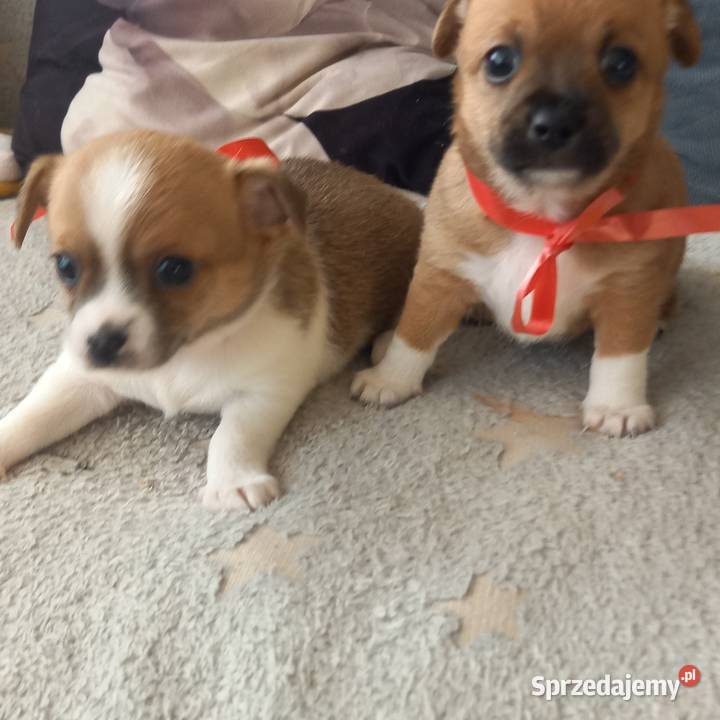 Chihuahua sprzedam