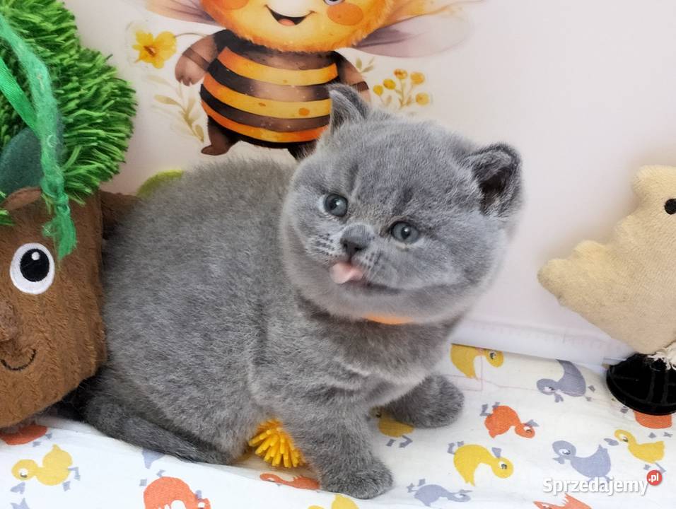 Koteczka niebieska Rodowód Międzynarodowy Łódź