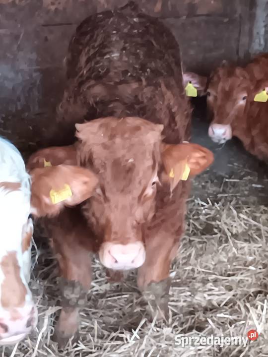 Byczek odsadek Bydło