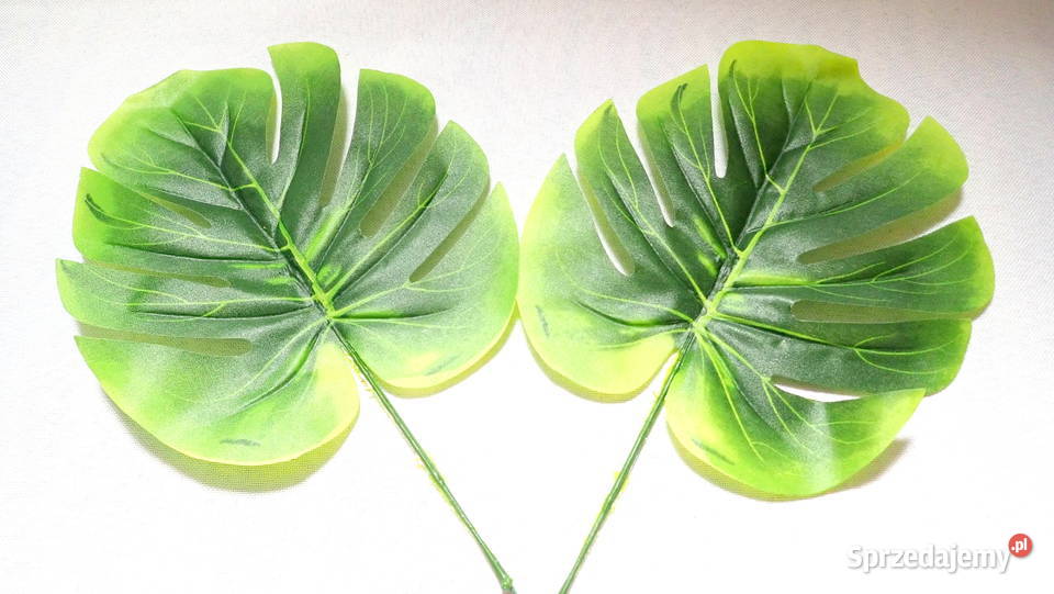 LIŚĆ MONSTERY FILODENDRON DO KOMPOZYCJI STROIKÓW Pozostałe