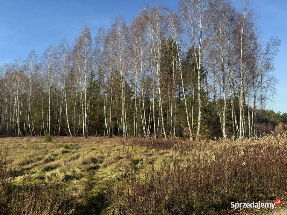 Działka 6300 m2 możliwość budowy dwóch domów las Zabrodzie