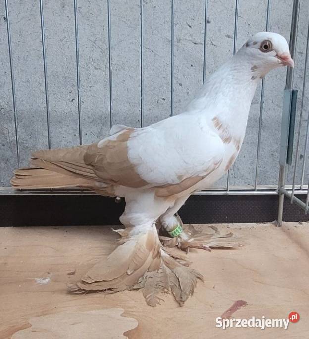 Widym polski gołąb Skierniewice