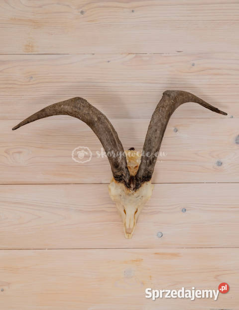 Czaszka naturalna prawdziwa czaszka z owcy z Szaflary