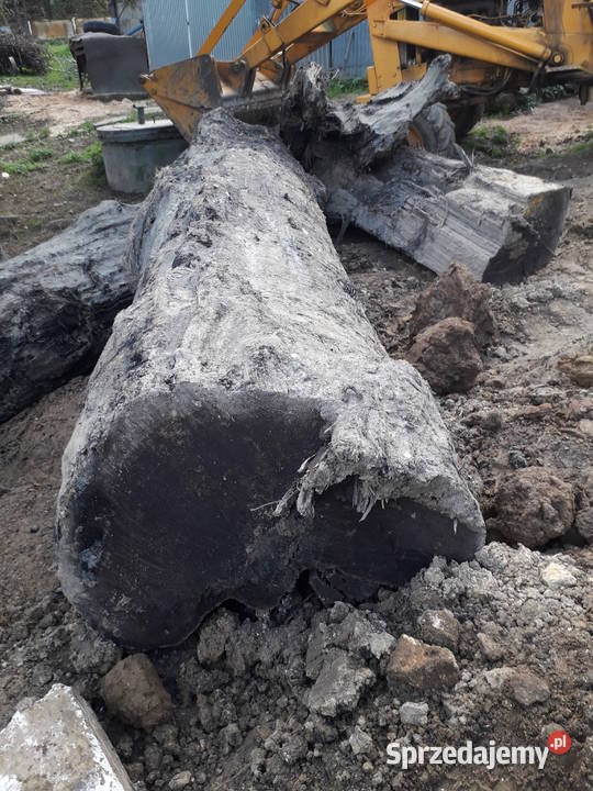 czarny dąb kłody Wieliczka