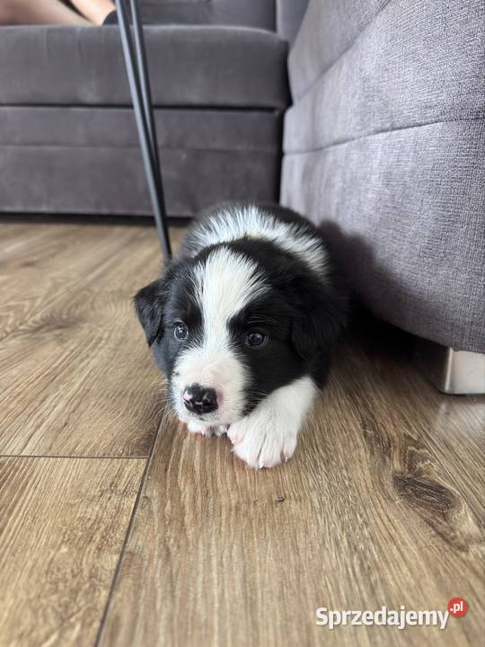 Border Collie suczka lubelskie Kamień sprzedam