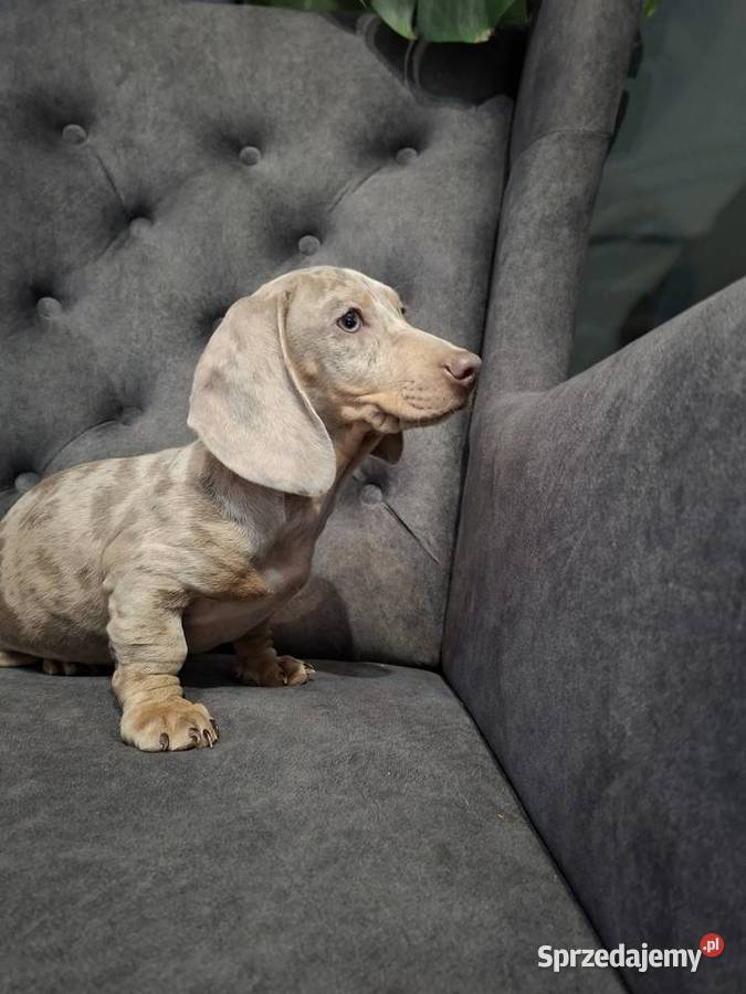 Jamnik lilac merle Żyrardów