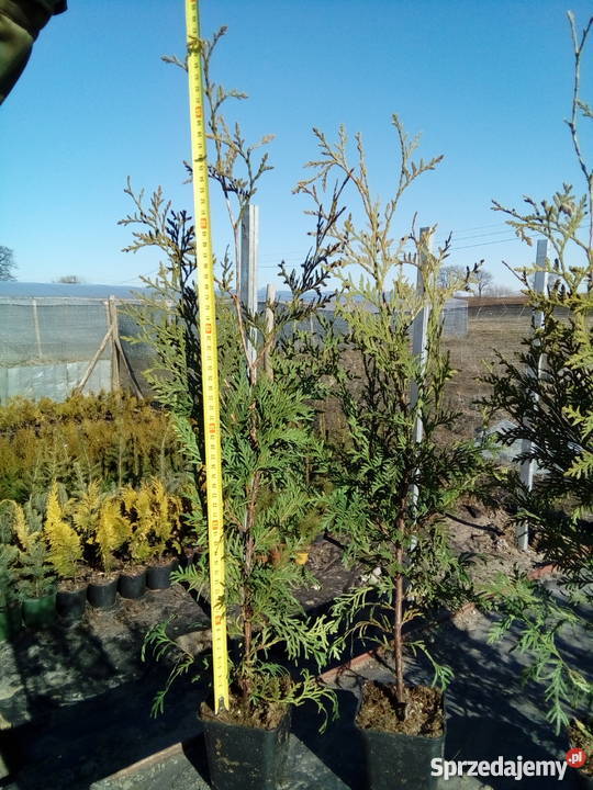 Tuja Brabant Idealna na żywopłot Super Tuje 6080 Bratwin