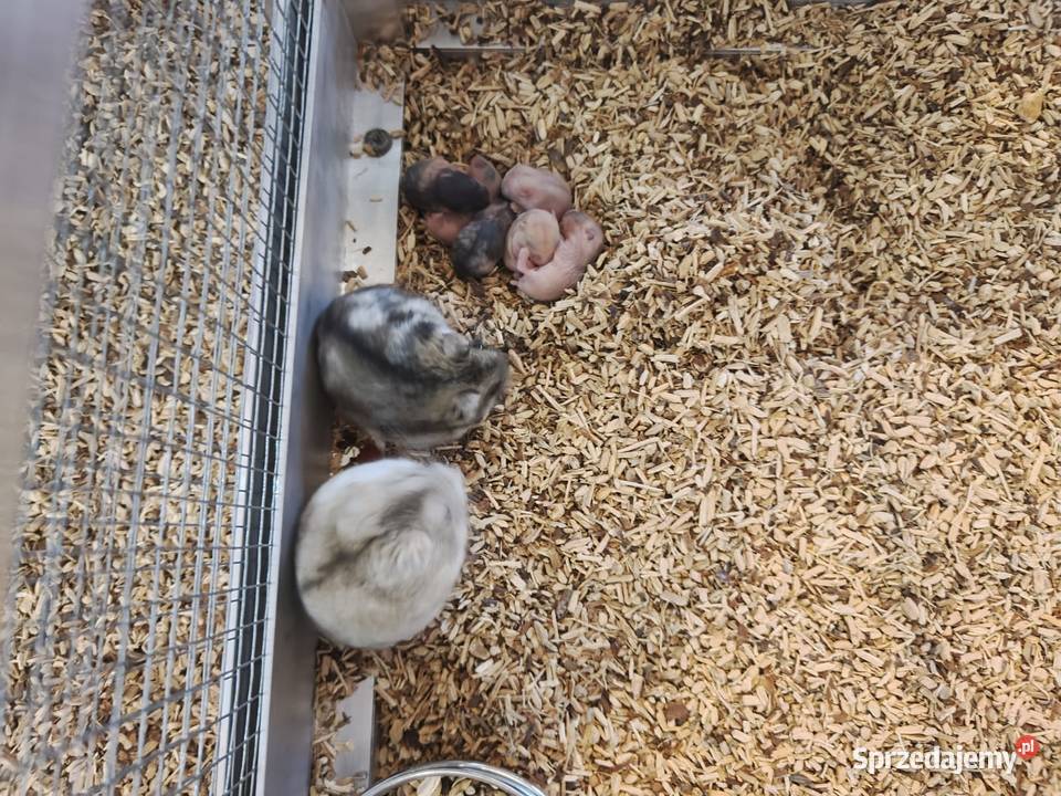 Chomik dżungarski Gryzonie