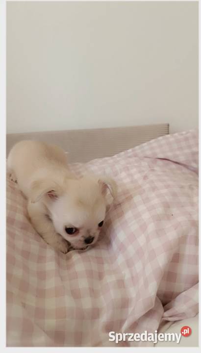 Chihuahua długowłosa