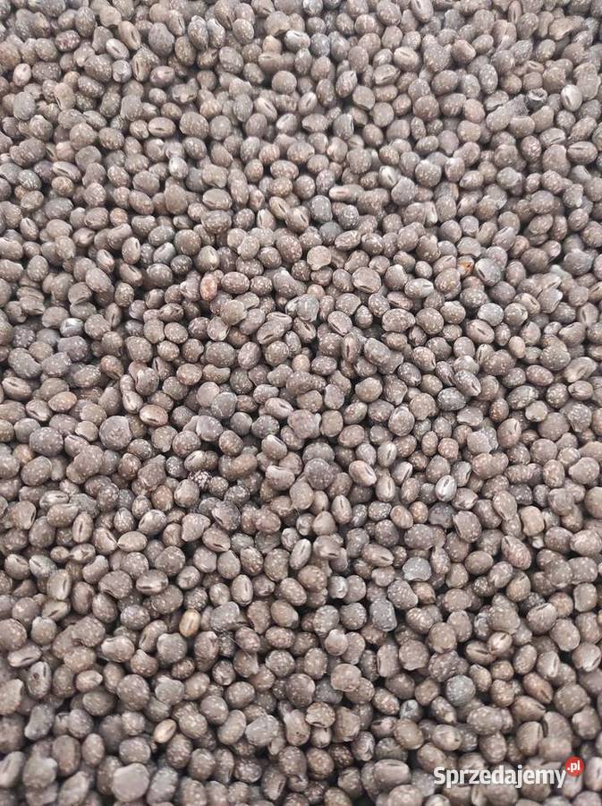 Sprzedam łubin słodki wąskolistny wars Sadlno