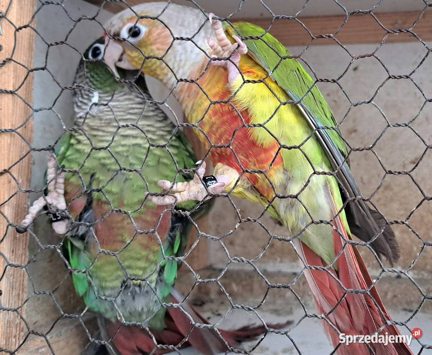 Sprzedam papugi rudosterki Turek