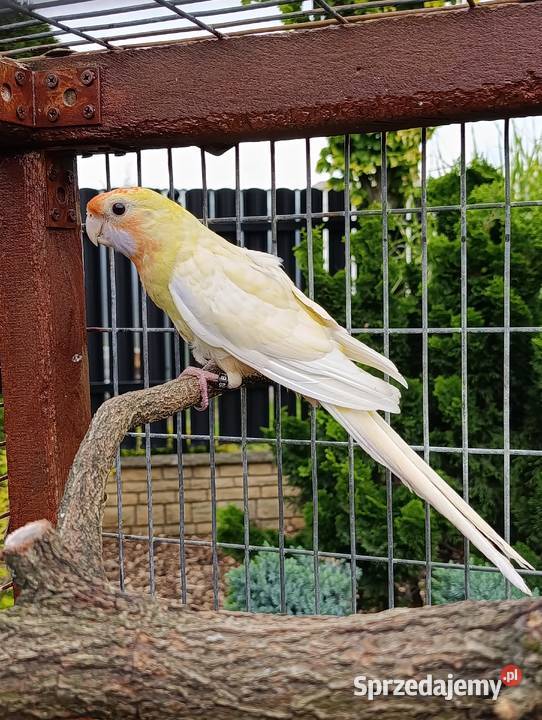 Rozelle królewskie pastele mazowieckie Radom