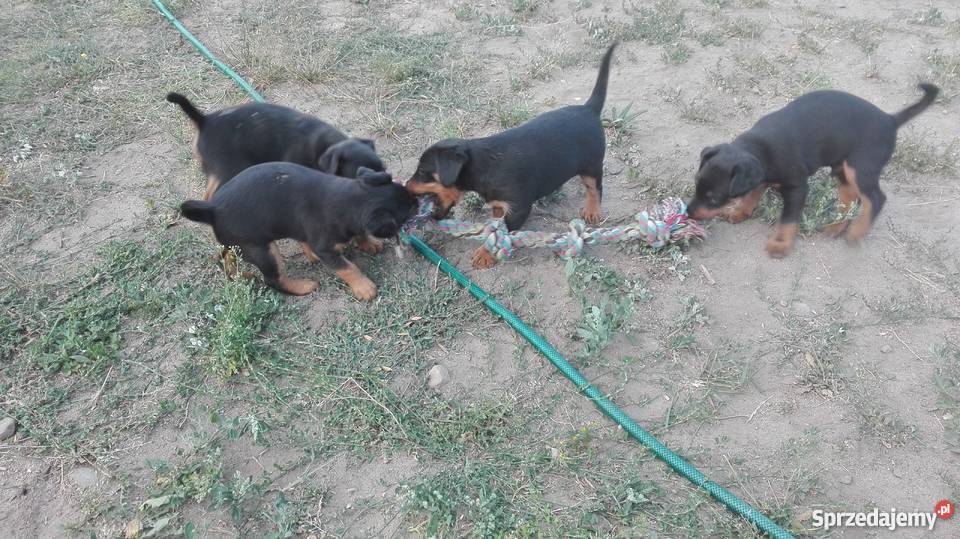 Jagdterier Terier Niemiecki terrier