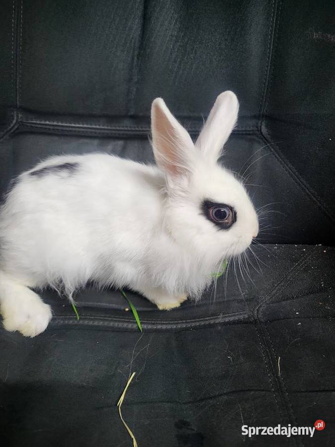 Króliczek miniaturka chłopczyk Wrocław